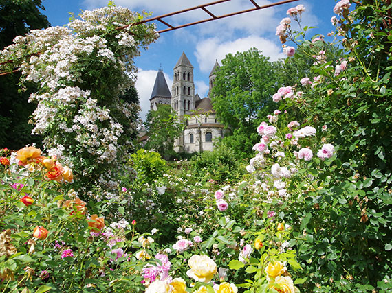 Rosas inglesas en una abada francesa